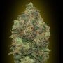 Critical Soma Auto Feminized Marijuana Strain by Advanced Seeds For Sale Online at Cannabis Seeds Outlet