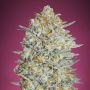 Gelato No.33 Auto Feminized Marijuana Strain by Advanced Seeds For Sale Online at Cannabis Seeds Outlet