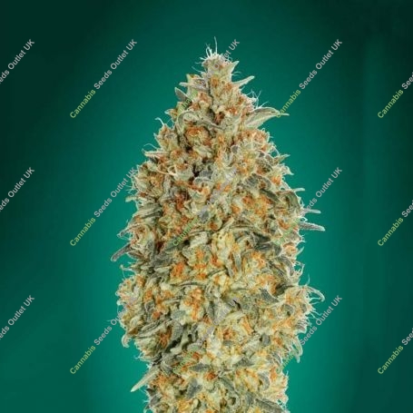 Gorilla Blue Auto Feminized Marijuana Strain by Advanced Seeds For Sale Online at Cannabis Seeds Outlet