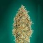 Gorilla Blue Auto Feminized Marijuana Strain by Advanced Seeds For Sale Online at Cannabis Seeds Outlet