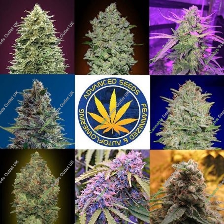 Feminized Collection mixed collections by Advanced Seeds For Sale Online at Cannabis Seeds Outlet