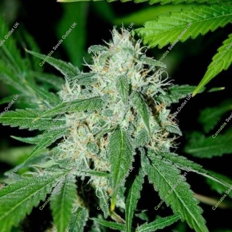 Haze Mist Feminized Marijuana Strain by Advanced Seeds For Sale Online at Cannabis Seeds Outlet