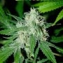 Haze Mist Feminized Marijuana Strain by Advanced Seeds For Sale Online at Cannabis Seeds Outlet