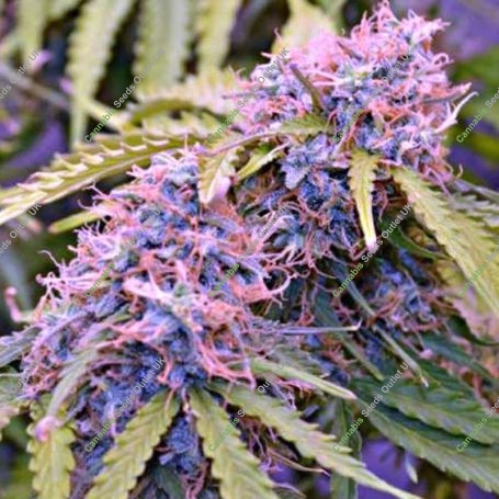 Jack Herer Auto Feminized Marijuana Strain by Advanced Seeds For Sale Online at Cannabis Seeds Outlet