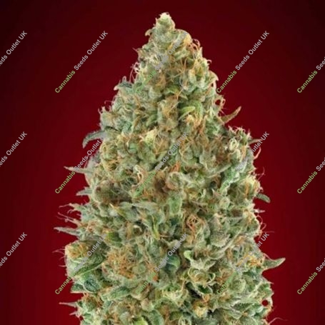 Kaya 47 Auto Feminized Marijuana Strain by Advanced Seeds For Sale Online at Cannabis Seeds Outlet