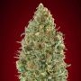 Kaya 47 Auto Feminized Marijuana Strain by Advanced Seeds For Sale Online at Cannabis Seeds Outlet