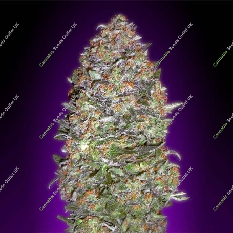 NYC Diesel Auto Feminized Marijuana Strain by Advanced Seeds For Sale Online at Cannabis Seeds Outlet