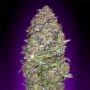 NYC Diesel Auto Feminized Marijuana Strain by Advanced Seeds For Sale Online at Cannabis Seeds Outlet