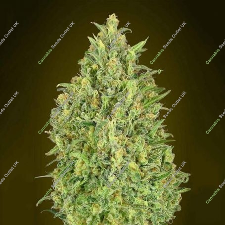 Pineapple Glue Auto Feminized Marijuana Strain by Advanced Seeds For Sale Online at Cannabis Seeds Outlet
