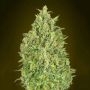 Pineapple Glue Auto Feminized Marijuana Strain by Advanced Seeds For Sale Online at Cannabis Seeds Outlet