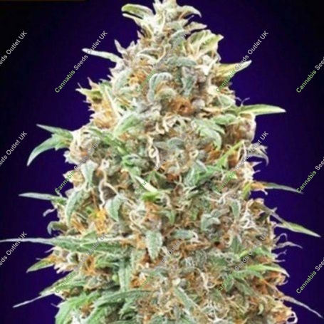Purple Diesel Auto Feminized Marijuana Strain by Advanced Seeds For Sale Online at Cannabis Seeds Outlet