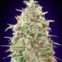 Purple Diesel Auto Feminized Marijuana Strain by Advanced Seeds For Sale Online at Cannabis Seeds Outlet