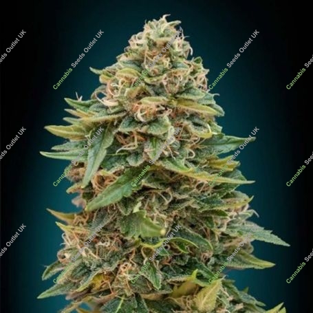Skunk 47 Auto Feminized Marijuana Strain by Advanced Seeds For Sale Online at Cannabis Seeds Outlet