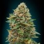 Skunk 47 Auto Feminized Marijuana Strain by Advanced Seeds For Sale Online at Cannabis Seeds Outlet