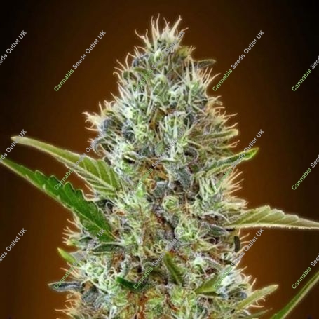 Somango Auto Feminized Marijuana Strain by Advanced Seeds For Sale Online at Cannabis Seeds Outlet