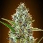 Somango Auto Feminized Marijuana Strain by Advanced Seeds For Sale Online at Cannabis Seeds Outlet