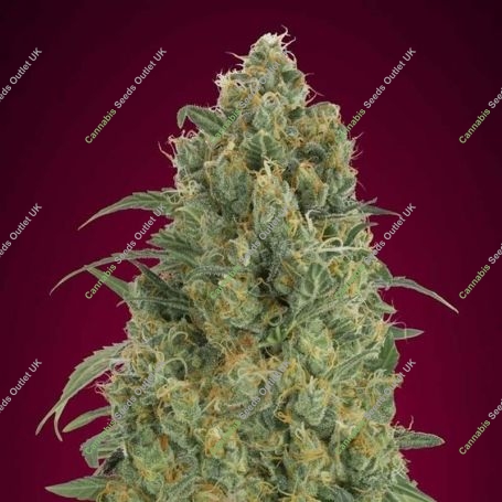 Strawberry Gum Auto Feminized Marijuana Strain by Advanced Seeds For Sale Online at Cannabis Seeds Outlet