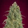 Strawberry Gum Auto Feminized Marijuana Strain by Advanced Seeds For Sale Online at Cannabis Seeds Outlet