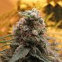 Top 69 Auto Female Advanced Cannabis Seeds