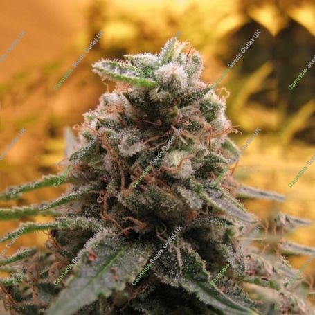 Top 69 Auto Feminized Marijuana Strain by Advanced Seeds For Sale Online at Cannabis Seeds Outlet