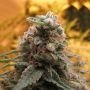 Top 69 Auto Feminized Marijuana Strain by Advanced Seeds For Sale Online at Cannabis Seeds Outlet