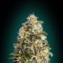 Heavy Bud Female Advanced Cannabis Seeds