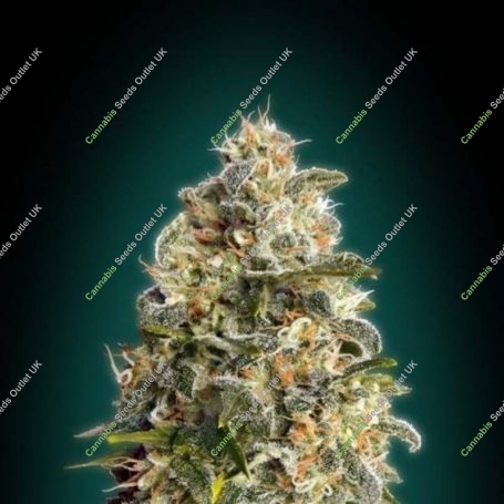Heavy Bud Feminized Marijuana Strain by Advanced Seeds For Sale Online at Cannabis Seeds Outlet