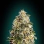 Heavy Bud Feminized Marijuana Strain by Advanced Seeds For Sale Online at Cannabis Seeds Outlet