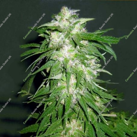 Ice Kush Feminized Marijuana Strain by Advanced Seeds For Sale Online at Cannabis Seeds Outlet