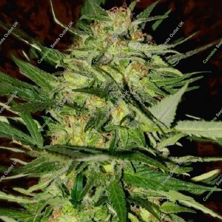 Jack Plant Feminized Marijuana Strain by Advanced Seeds For Sale Online at Cannabis Seeds Outlet