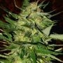 Jack Plant Feminized Marijuana Strain by Advanced Seeds For Sale Online at Cannabis Seeds Outlet