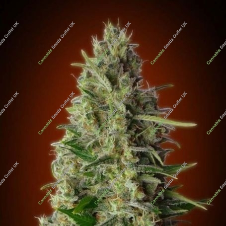 Kali 47 Feminized Marijuana Strain by Advanced Seeds For Sale Online at Cannabis Seeds Outlet