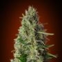 Kali 47 Feminized Marijuana Strain by Advanced Seeds For Sale Online at Cannabis Seeds Outlet