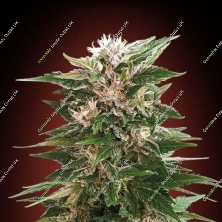 Kaya 47 Feminized Marijuana Strain by Advanced Seeds For Sale Online at Cannabis Seeds Outlet