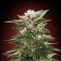 Kaya 47 Feminized Marijuana Strain by Advanced Seeds For Sale Online at Cannabis Seeds Outlet