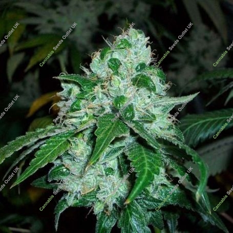 OG Kush SFV Feminized Marijuana Strain by Advanced Seeds For Sale Online at Cannabis Seeds Outlet