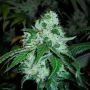 OG Kush SFV Feminized Marijuana Strain by Advanced Seeds For Sale Online at Cannabis Seeds Outlet