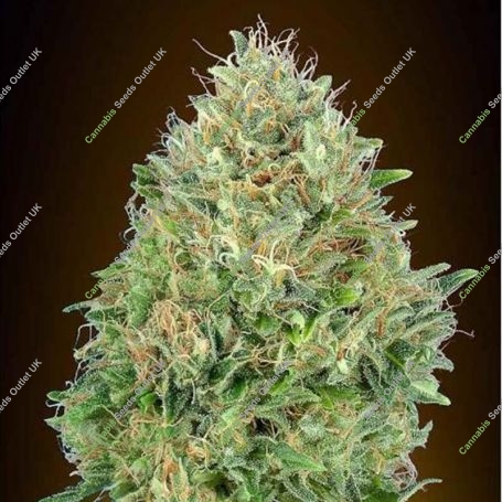 Pineapple Glue Feminized Marijuana Strain by Advanced Seeds For Sale Online at Cannabis Seeds Outlet