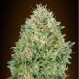 Pineapple Glue Feminized Marijuana Strain by Advanced Seeds For Sale Online at Cannabis Seeds Outlet