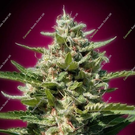 White Kush Feminized Marijuana Strain by Advanced Seeds For Sale Online at Cannabis Seeds Outlet