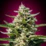 White Kush Feminized Marijuana Strain by Advanced Seeds For Sale Online at Cannabis Seeds Outlet