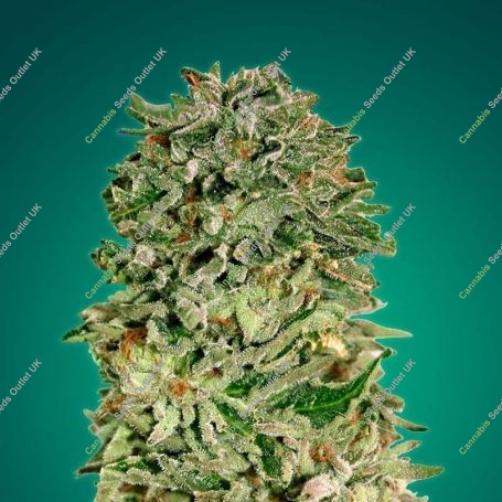 Shark Widow CBD Feminized Marijuana Strain by Advanced Seeds For Sale Online at Cannabis Seeds Outlet