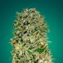 Shark Widow CBD Feminized Marijuana Strain by Advanced Seeds For Sale Online at Cannabis Seeds Outlet