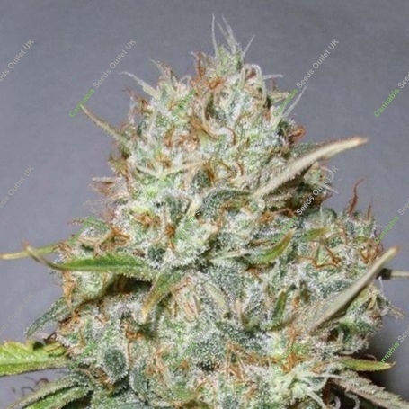 Shark Widow Feminized Marijuana Strain by Advanced Seeds For Sale Online at Cannabis Seeds Outlet