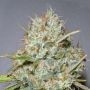 Shark Widow Feminized Marijuana Strain by Advanced Seeds For Sale Online at Cannabis Seeds Outlet