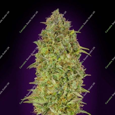 Skunk 47 Feminized Marijuana Strain by Advanced Seeds For Sale Online at Cannabis Seeds Outlet