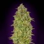 Skunk 47 Feminized Marijuana Strain by Advanced Seeds For Sale Online at Cannabis Seeds Outlet