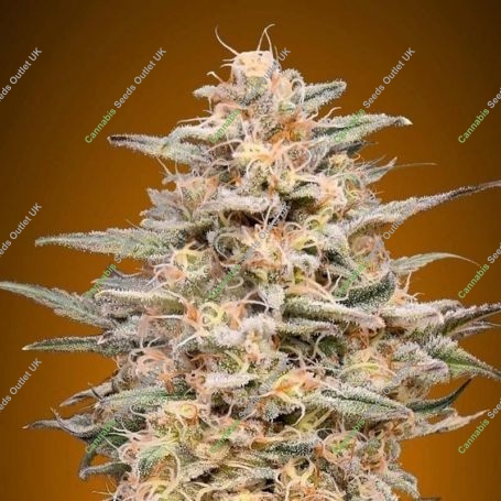 Somango Widow Feminized Marijuana Strain by Advanced Seeds For Sale Online at Cannabis Seeds Outlet