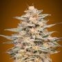 Somango Widow Feminized Marijuana Strain by Advanced Seeds For Sale Online at Cannabis Seeds Outlet