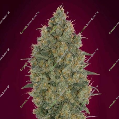 Strawberry Gum Feminized Marijuana Strain by Advanced Seeds For Sale Online at Cannabis Seeds Outlet
